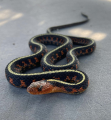 Thamnophis sirtalis concinnus