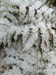 Dryopteris intermedia