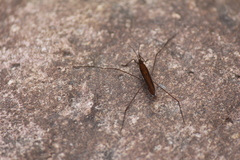 Limnoporus notabilis