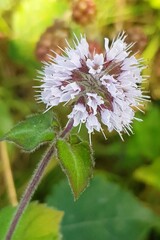 Mentha