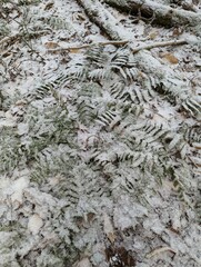 Dryopteris intermedia
