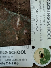 Neospintharus trigonum