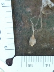 Neospintharus trigonum