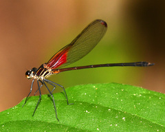 Hetaerina occisa