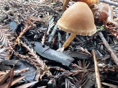 Kuehneromyces lignicola