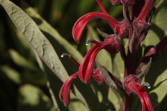 Lobelia tupa