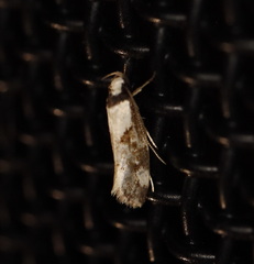 Coesyra hemiphragma