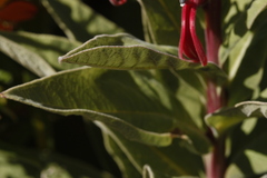 Lobelia tupa