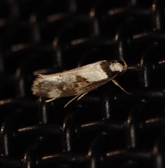 Coesyra hemiphragma