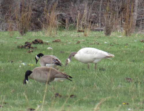 Canada Goose photographed in Idaho