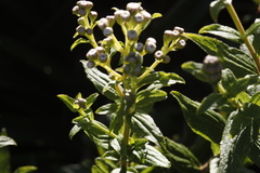 Baccharis racemosa