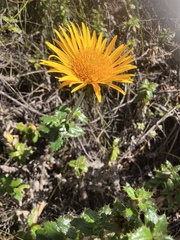 Berkheya barbata