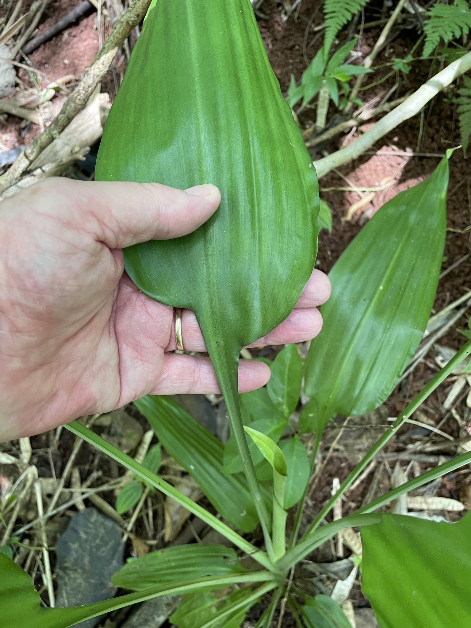 Lance Dracaena (Dracaena aubryana)  iNaturalist