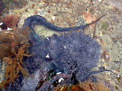Macroctopus maorum