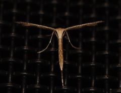 Stenoptilodes taprobanes