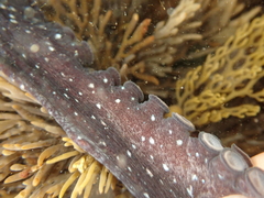 Macroctopus maorum