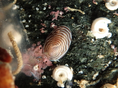 Atalacmea multilinea