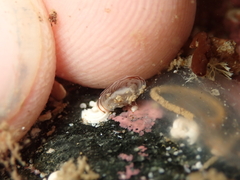 Atalacmea multilinea