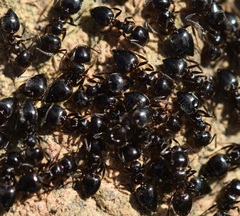 Crematogaster auberti