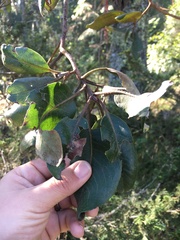 Arbutus