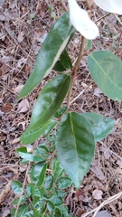 Elaeagnus pungens