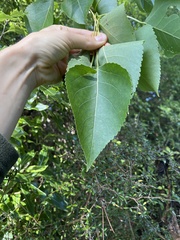Alnus cordata