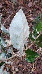 Elaeagnus pungens