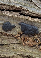 Hypoxylaceae