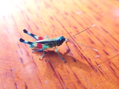 Pseudoutanacris chromobapta