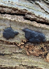 Hypoxylaceae