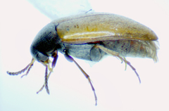 Anaspis flavipennis