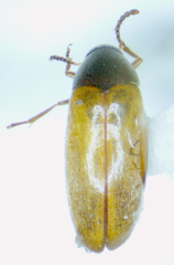 Anaspis flavipennis