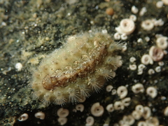 Acanthochitona zelandica