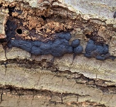 Hypoxylaceae