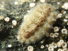 Acanthochitona zelandica