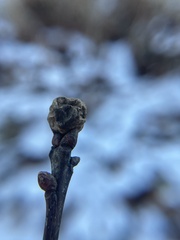 Amphibolips