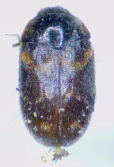 Trogoderma variabile