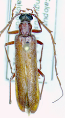 Calopus angustus