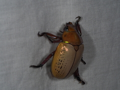 Anoplognathus olivieri