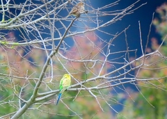 Melopsittacus undulatus domesticus