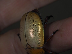 Anoplognathus olivieri