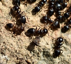Crematogaster auberti