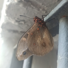 Brassolis astyra