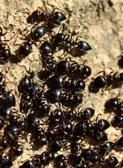 Crematogaster auberti