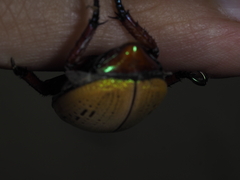 Anoplognathus olivieri