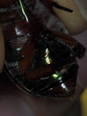 Anoplognathus olivieri