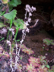Troglophyton tenellum