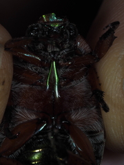 Anoplognathus olivieri