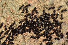 Crematogaster auberti