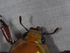 Anoplognathus olivieri